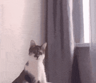 a cat sitting in front of a window with a gray curtain