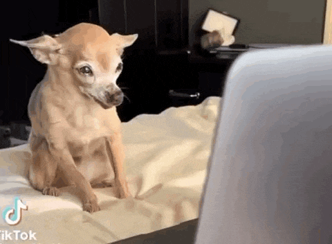 a small dog is sitting on a bed looking at a laptop screen .