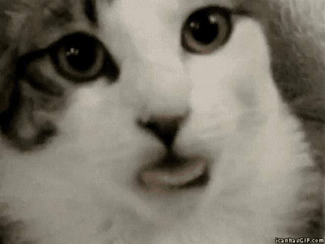 a close up of a cat making a funny face with its tongue out .
