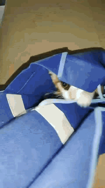 a cat is laying on a blue blanket and looking at the camera