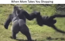Apes Funny Memes GIF - Apes Funny Memes Laugh Funny Memes GIFs