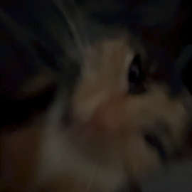 Hazel Cam Cat GIF - Hazel Cam Hazel Cat GIFs