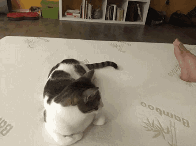 a cat laying on a bamboo mattress next to a person 's foot