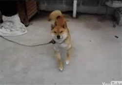 Dancing Dog GIF - Dancing Dog Doggo GIFs