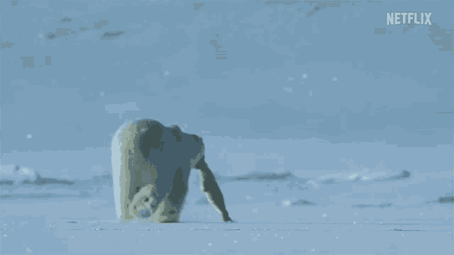 Polar Bear Meal GIF - Polar Bear Meal Arctic GIFs