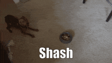 Shash Dog GIF - Shash Dog Dogfood GIFs