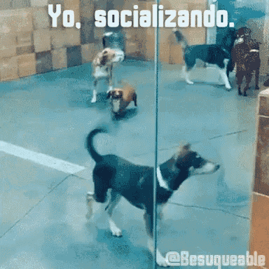 Dogs Social GIF - Dogs Social Bulldog GIFs