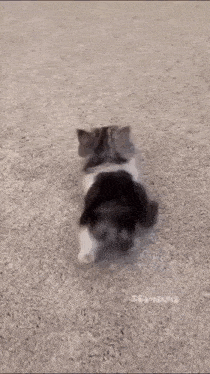 a kitten is walking on a rug in a living room .