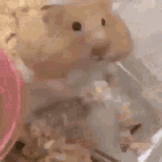 Scream Hamster GIF