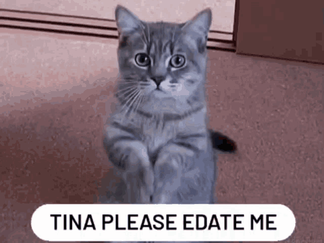 a gray cat sitting on its hind legs with a sign that says tina please edate me