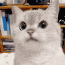 a close up of a white cat looking at the camera with a blurry background .