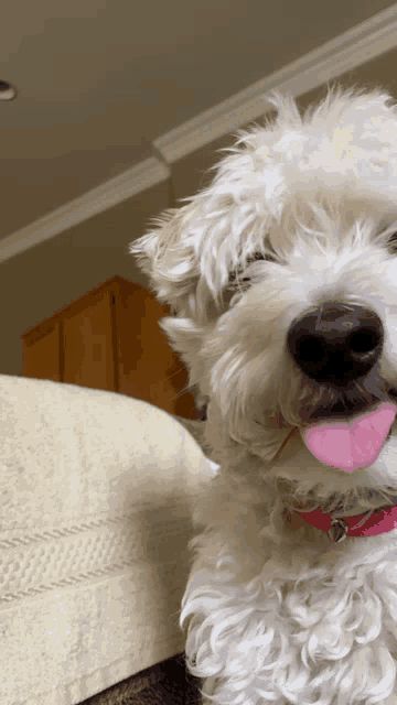 a small white dog with its tongue hanging out