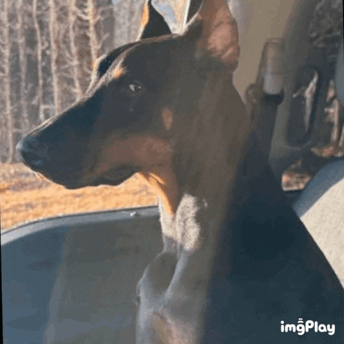 a doberman dog is sitting in the back seat of a car and looking out the window .
