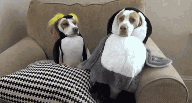 Dogs Penguins GIF