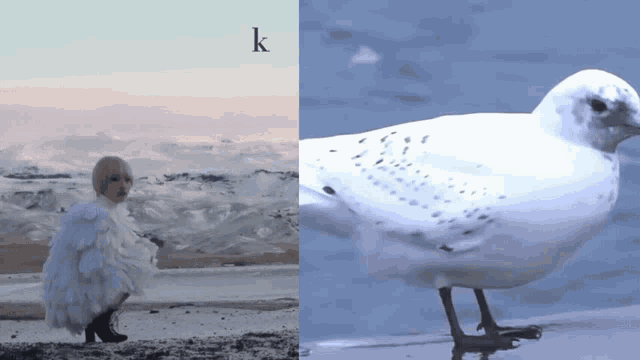 a woman in a white dress and a white bird with the letter k on the bottom