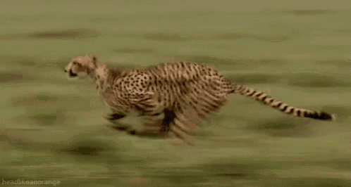 a cheetah is running through the grass in the wild .
