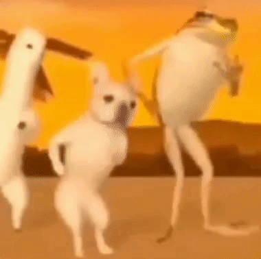 Dog Dance Frog Dance GIF - Dog Dance Frog Dance Alpaca Dance GIFs