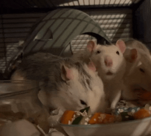 three mice are eating carrots from a bowl