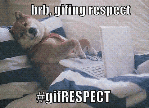 a dog is laying on a bed with a laptop and a caption that says " brb , giffing respect #gifrespect "