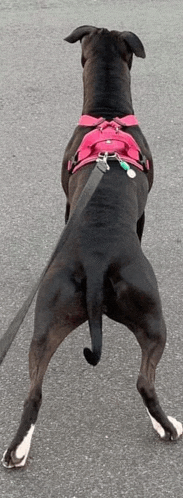 a black dog wearing a pink harness and leash is standing on its hind legs on a street .