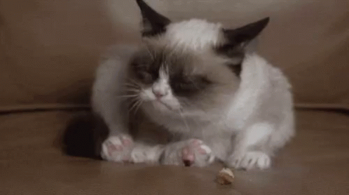 Grumpy Cat GIF - Grumpy Cat Good GIFs