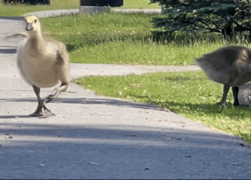 Goose Geese GIF - Goose Geese Baby Goose GIFs