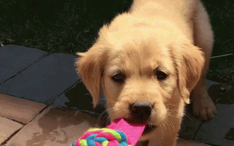 Puppy Cute GIF - Puppy Cute Tug GIFs