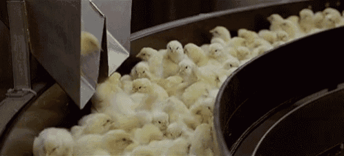 a conveyor belt filled with chickens is moving down it