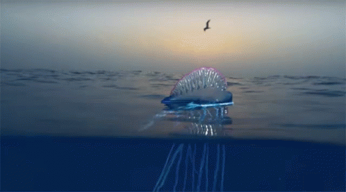 Jelly Fish Floating GIF - Jelly Fish Floating Blue Planet GIFs