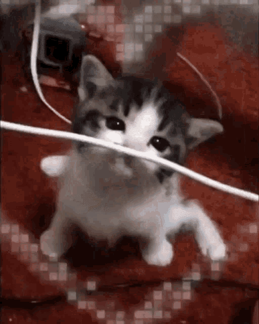 Kitty Cat GIF - Kitty Cat Crunch GIFs