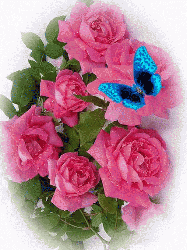 Pink Roses GIF - Pink Roses Blue GIFs