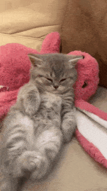 Sleepy Cat Cute Kitty GIF - Sleepy Cat Cute Kitty Sleepy Kitten GIFs