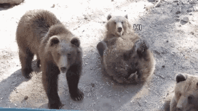 a group of bears are standing on top of each other on the ground and one bear says hi .