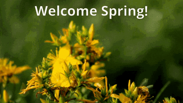 Welcome Spring Spring GIF - Welcome Spring Spring Bee GIFs