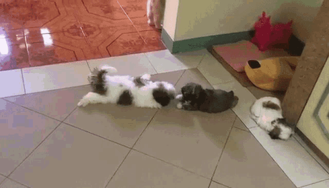 three puppies laying on their backs on a tile floor
