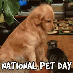 National Pet Day Cat GIF - National Pet Day Cat Dog GIFs