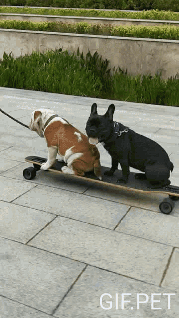 Gifpet Dog GIF - Gifpet Dog Skateboard GIFs