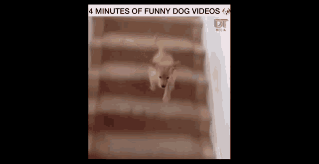 a dog is laying on its back on the floor in a video titled 4 minutes of funny dog videos .
