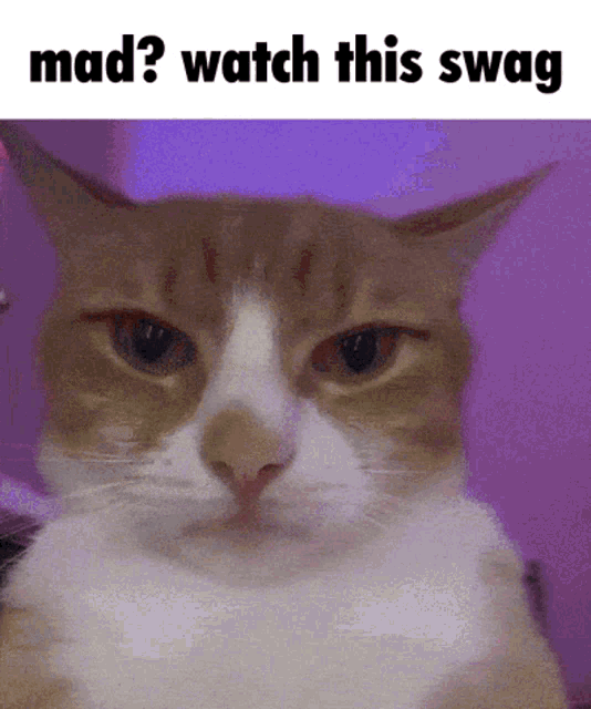Swag Cat Mad Watch This Swag GIF - Swag Cat Mad Watch This Swag Crash GIFs