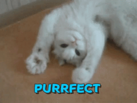 Purrfect Cat GIF - Purrfect Cat GIFs