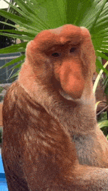 a close up of a monkey with a big nose