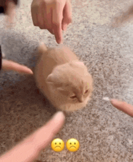 a cat is being touched by a person 's finger while sitting on the floor .