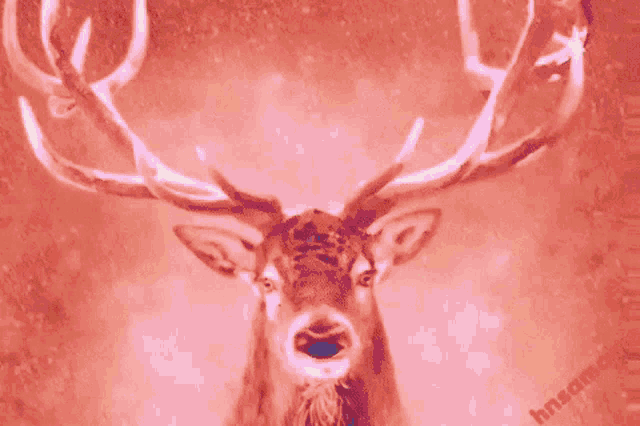 a close up of a deer 's head with a pink background and the letters hnsam on the bottom