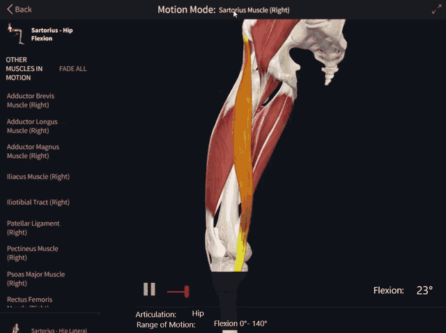 a screenshot of the motion mode of a sartorius hip flexion