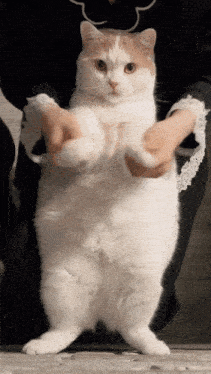 a picture of a cat dancing