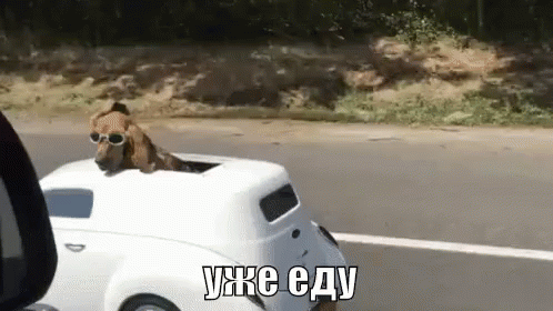 в машине машина ехать в пути собака очки GIF - In Car Car Dog GIFs