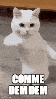 a white cat is standing on its hind legs and making a fist with its paw .
