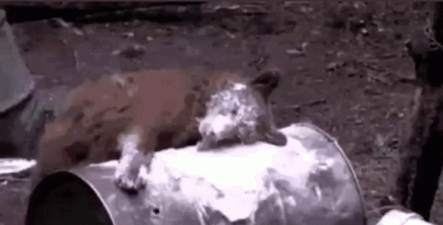 Cocaine Bear GIF - Cocaine Bear High - Discover & Share GIFs