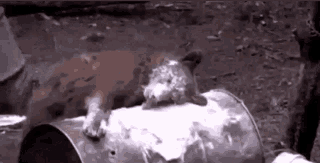a dog is standing on top of a metal barrel covered in foam .