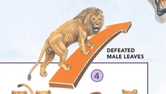 a lion is standing on top of an orange arrow with the words defeated male leaves below it